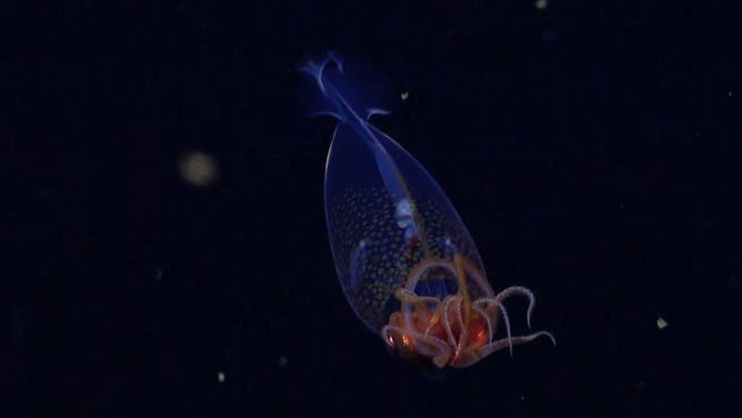 The baby colossal squid.